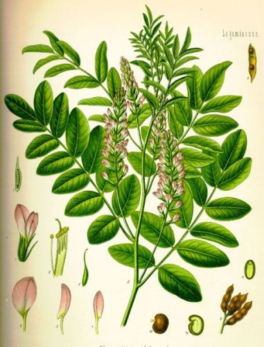 Glycyrrhiza glabra - солодка голая, лакричник